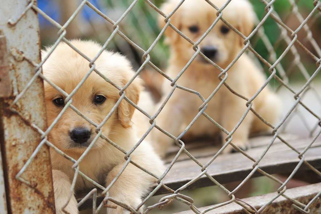 Puppy Mills - What You Must Know Before Acquiring a Puppy