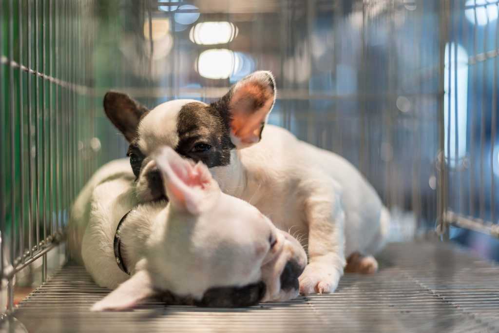 Puppy Mills - What You Must Know Before Acquiring a Puppy