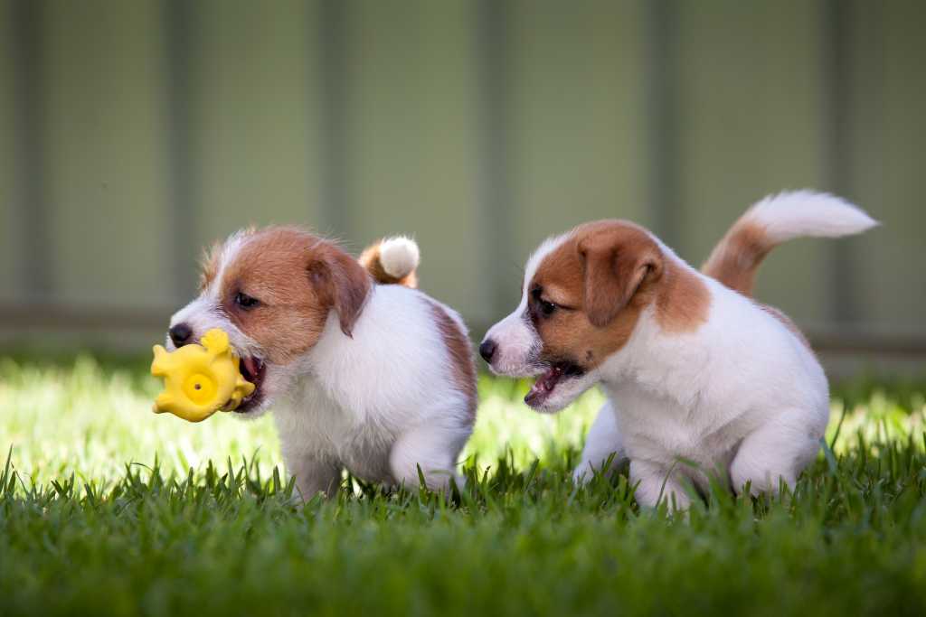 Puppy Mills - What You Must Know Before Acquiring a Puppy