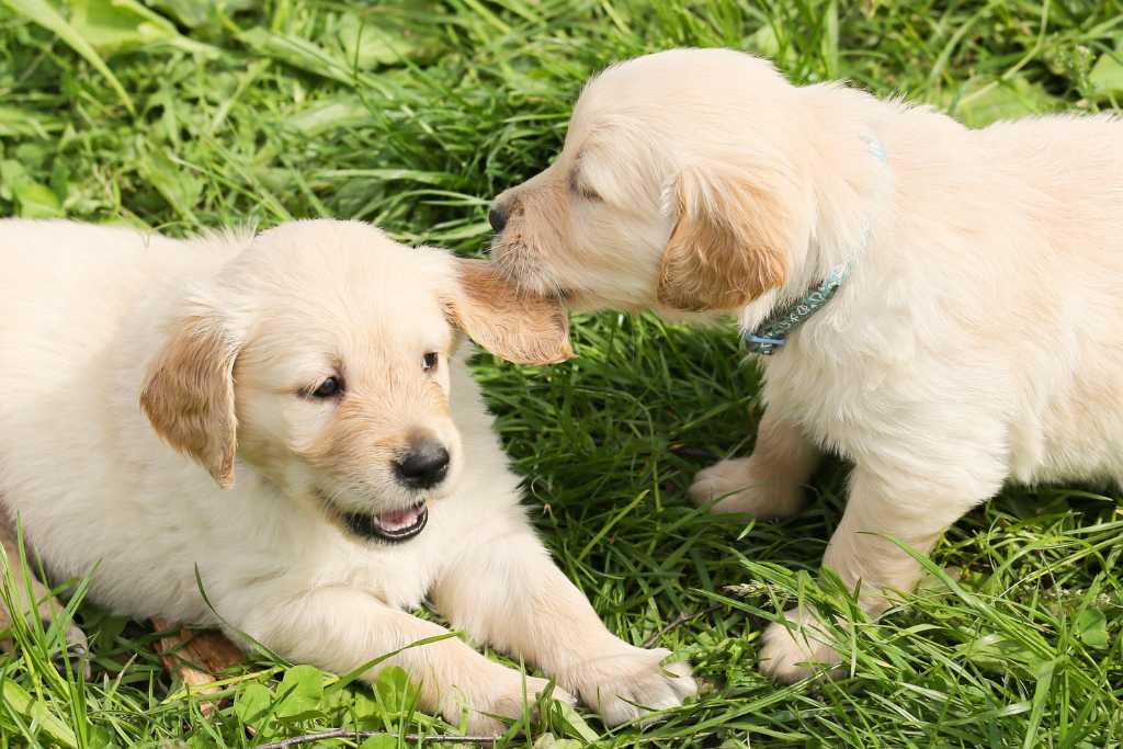 Puppy Mills - What You Must Know Before Acquiring a Puppy