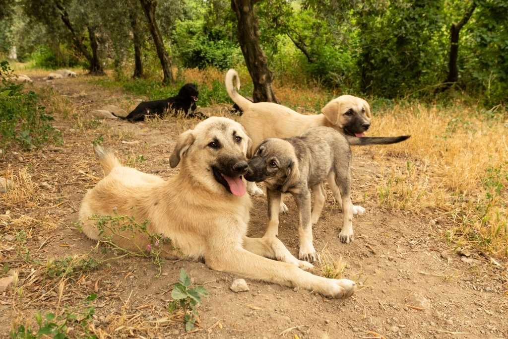 Celebrate International Dog Day with the History of Dogs!