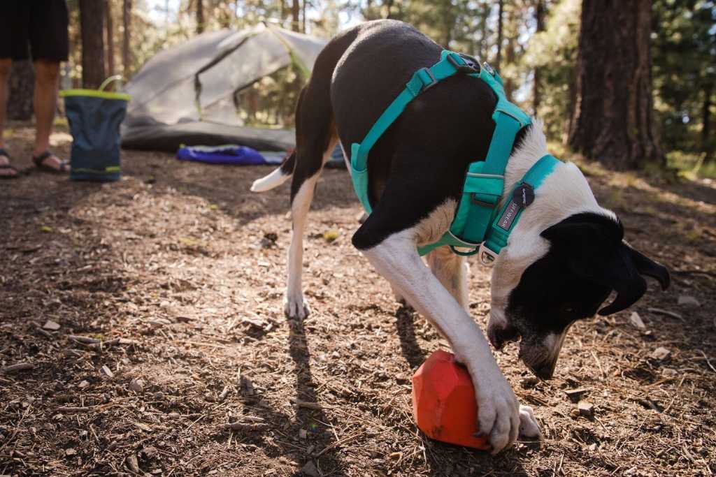 Eco-Friendly Choices: Sustainable Dog Accessories