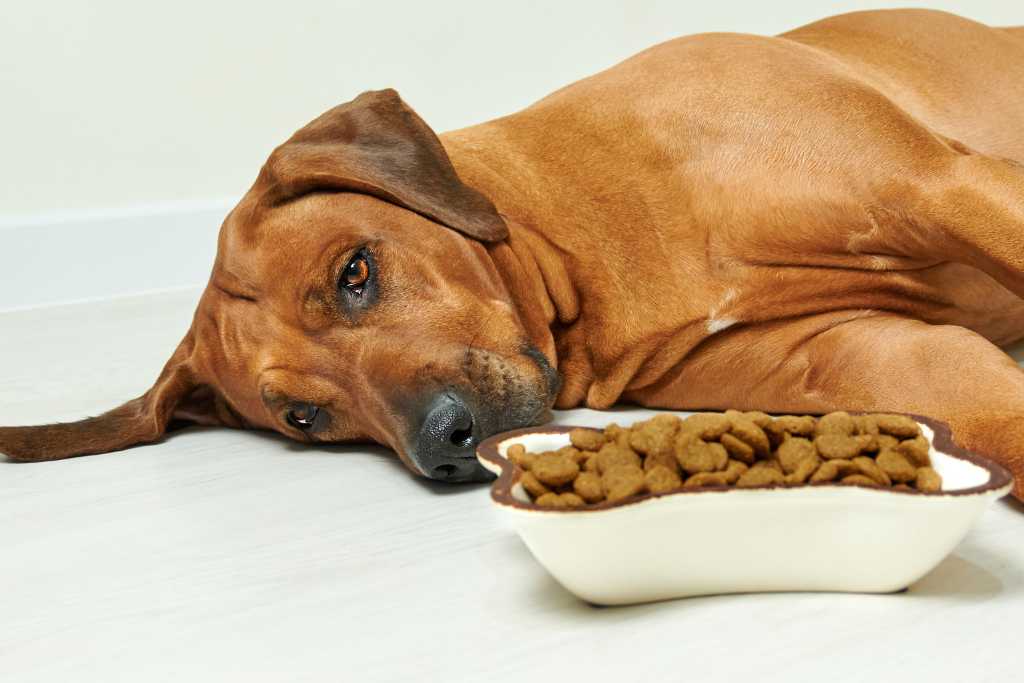 When Your Dog Won't Eat: Causes and Appetite-Boosting Solutions