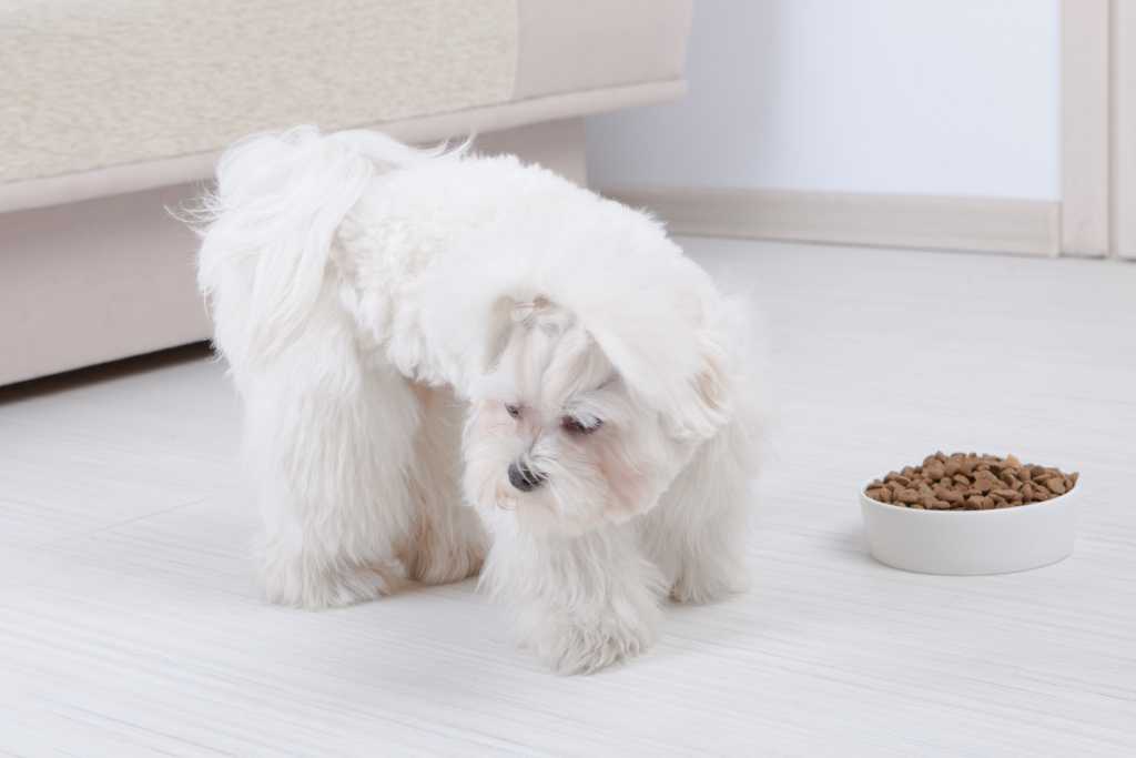 When Your Dog Won't Eat: Causes and Appetite-Boosting Solutions