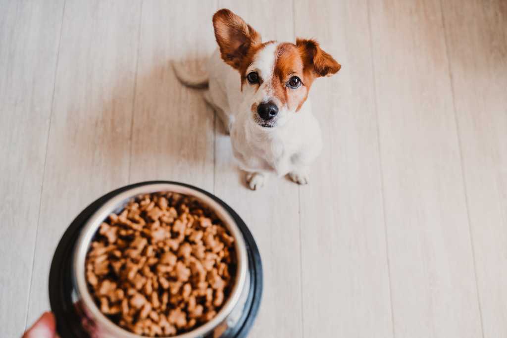 When Your Dog Won't Eat: Causes and Appetite-Boosting Solutions