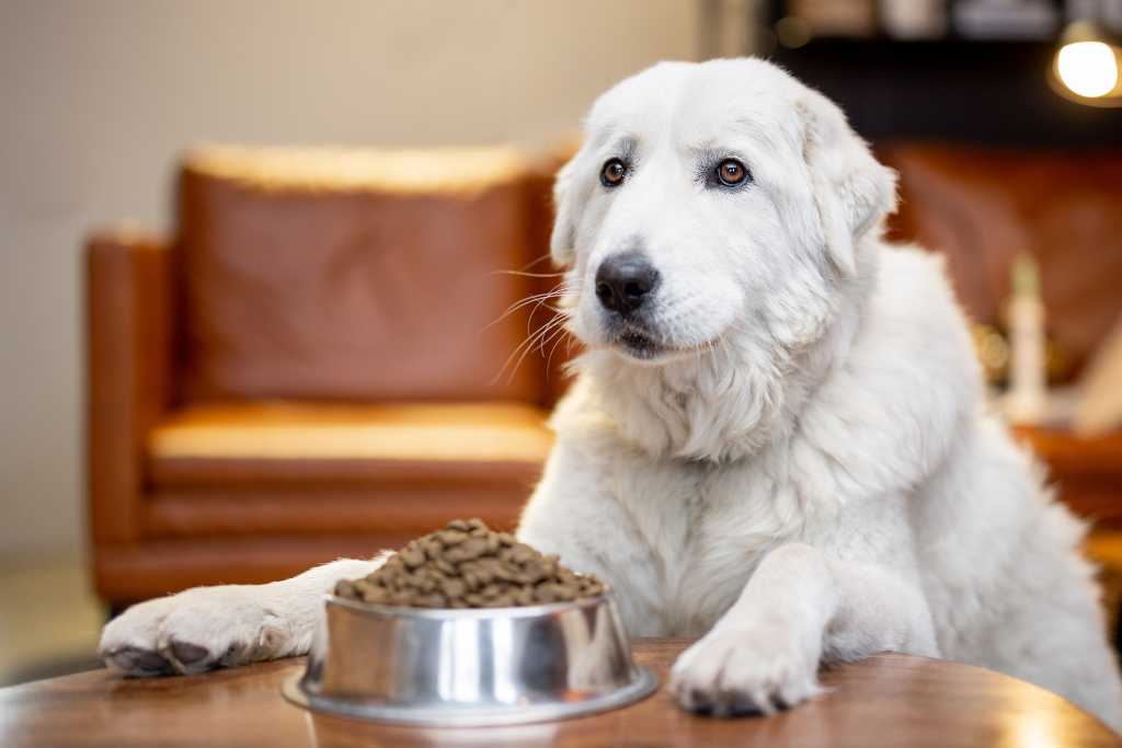 When Your Dog Won't Eat: Causes and Appetite-Boosting Solutions