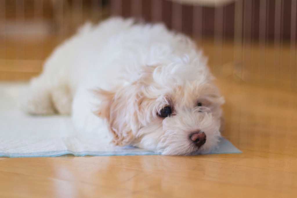Puppy Potty Training Mistakes to Avoid
