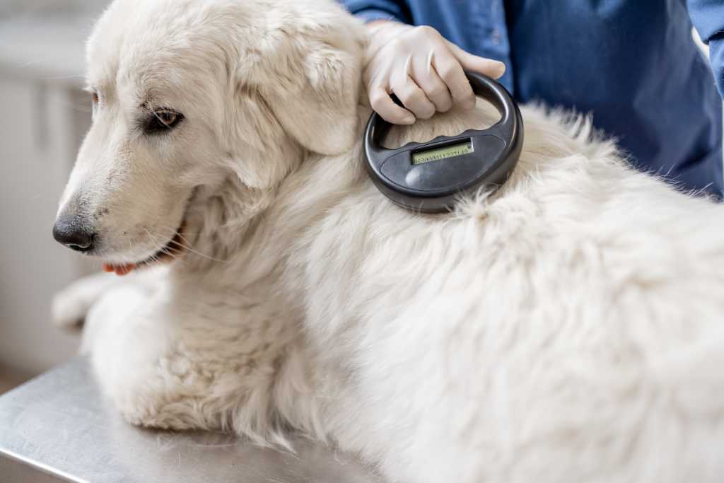 Why You Should Microchip Your Dog
