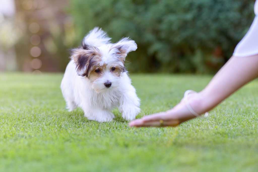Why You Should Microchip Your Dog

