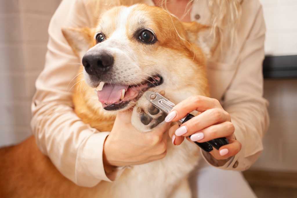 How to Trim Your Dog’s Nails in 7 Easy Steps