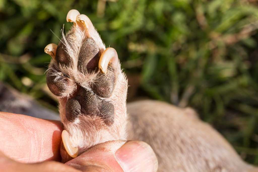 How to Trim Your Dog’s Nails in 7 Easy Steps