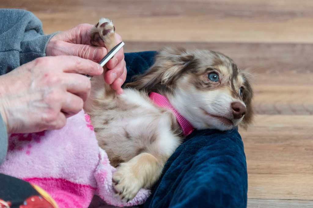 How to Trim Your Dog’s Nails in 7 Easy Steps