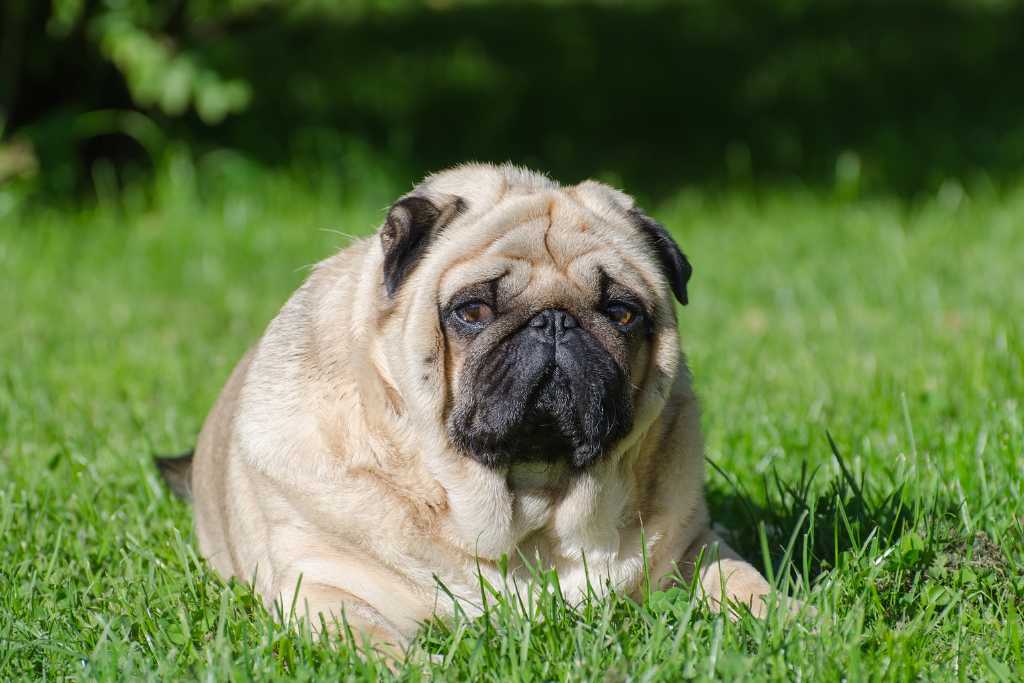 Designing a Safe and Effective Weight Loss Plan for Your Dog