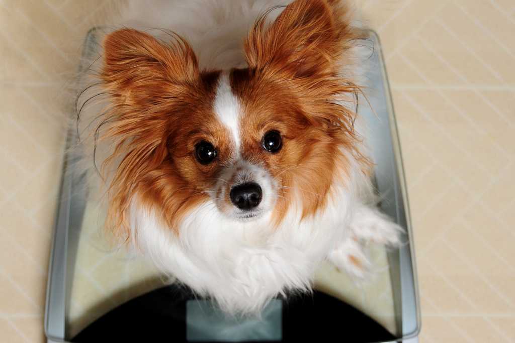 Designing a Safe and Effective Weight Loss Plan for Your Dog