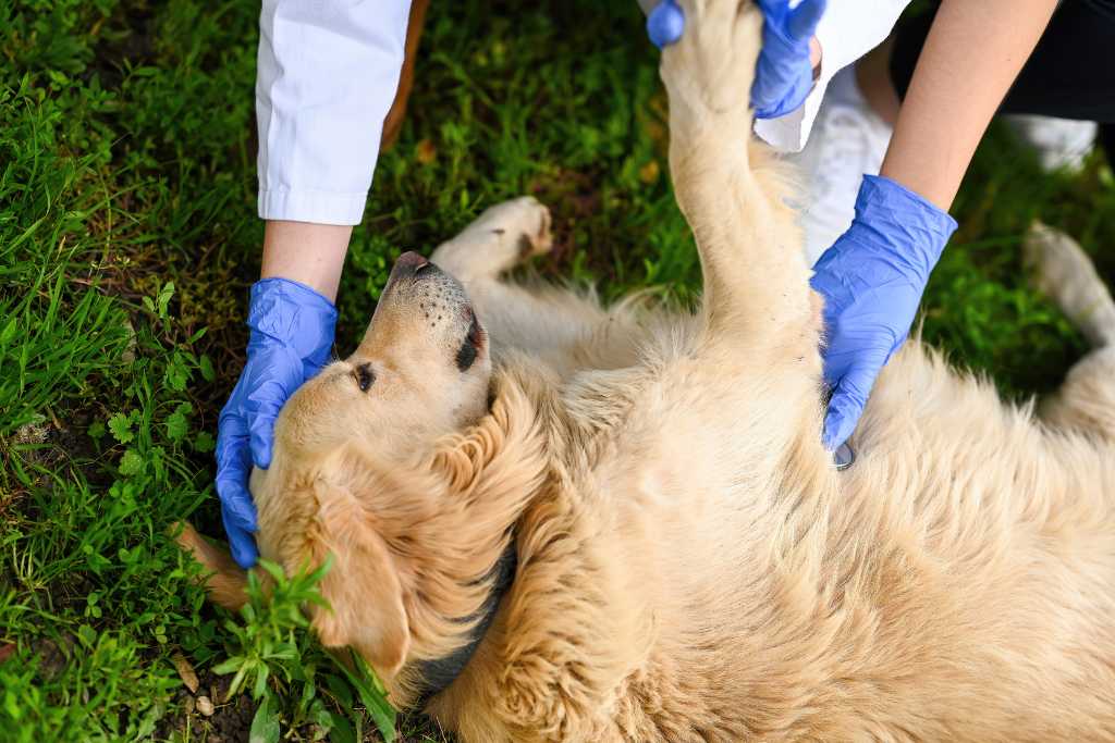 How to Make a Dog First Aid Kit: A Step-by-Step Guide