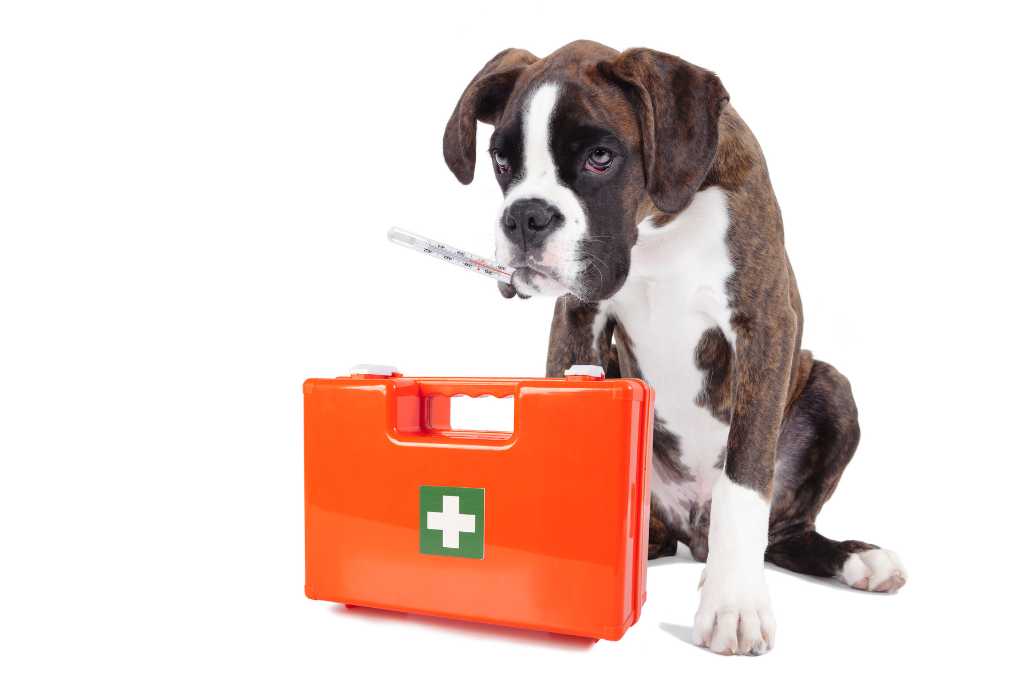 How to Make a Dog First Aid Kit: A Step-by-Step Guide
