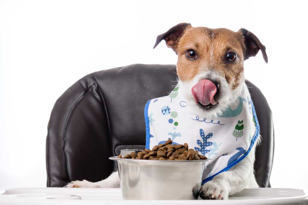 Types of Dog Food: A Helpful Guide