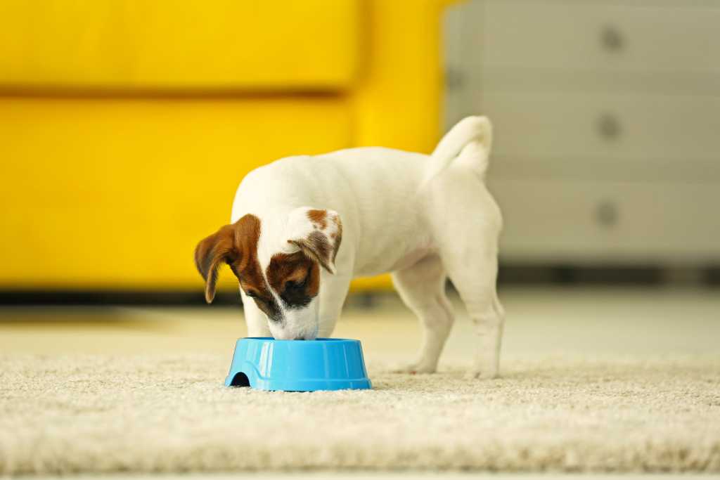 Types of Dog Food: A Helpful Guide