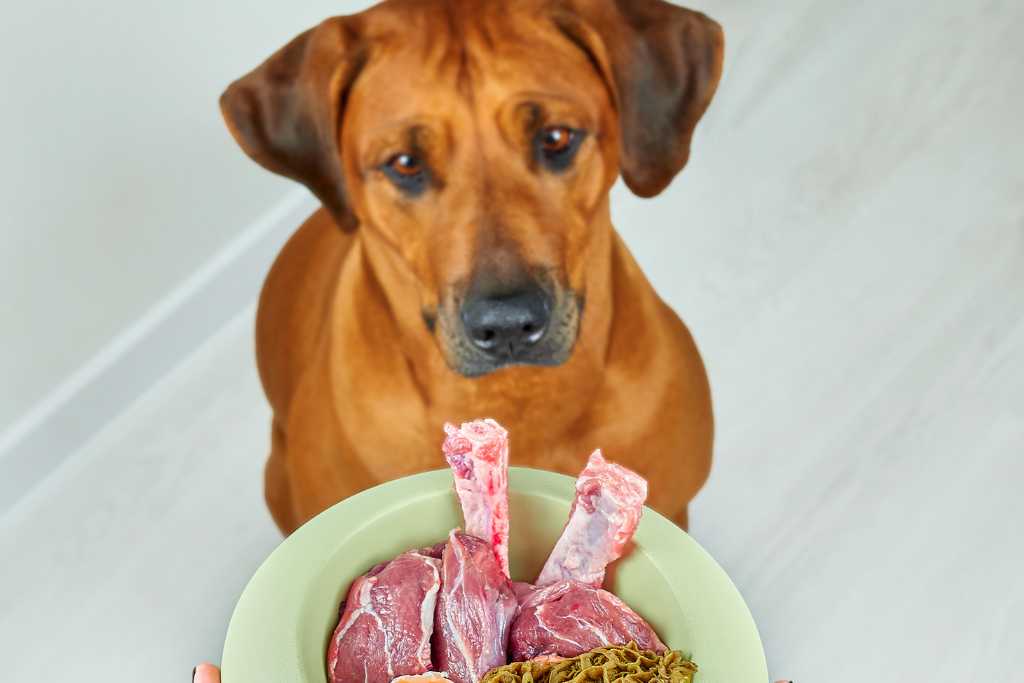 Types of Dog Food: A Helpful Guide
