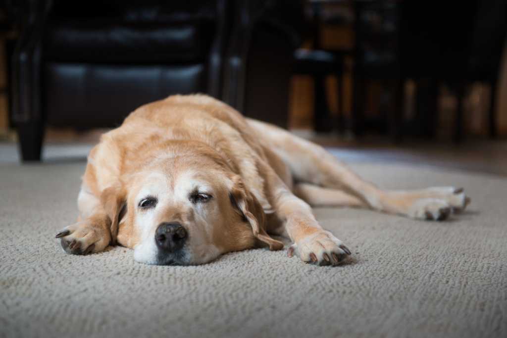 Hearing Loss in Older Dogs