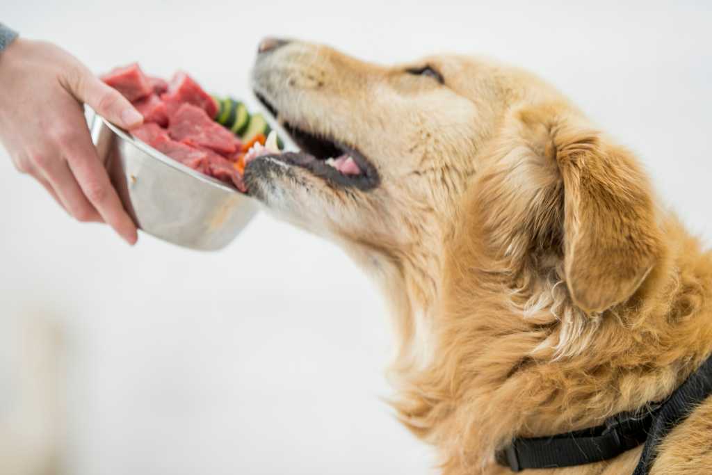 How Eastern Food Therapy Can Improve Your Dog’s Health