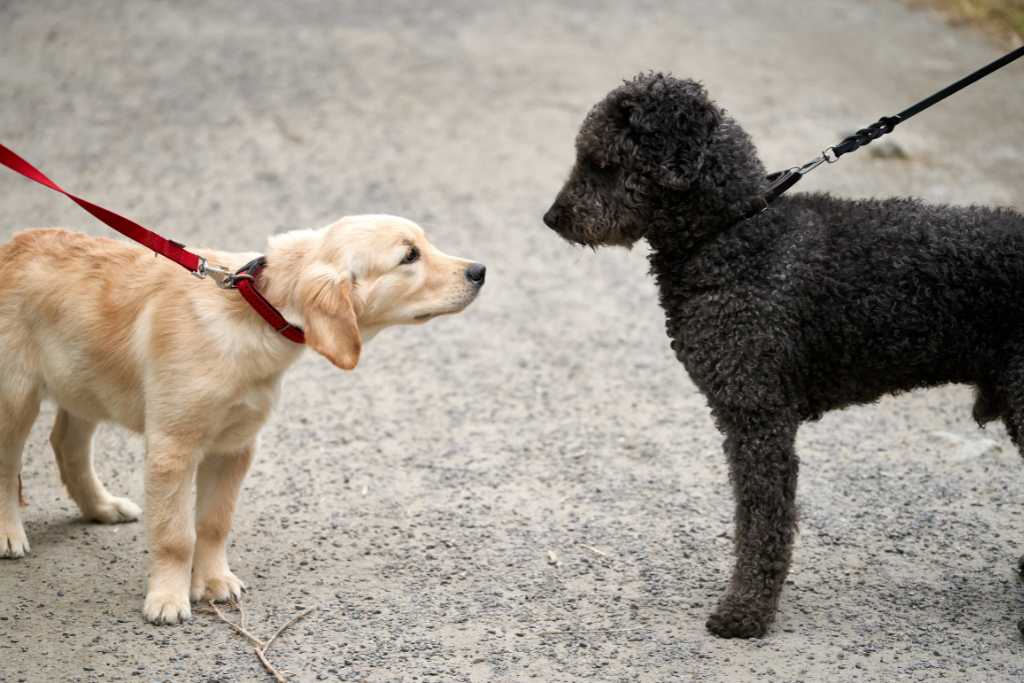 5 Main Causes of Dogs Misbehaving and How to Correct These Unwanted Behaviours