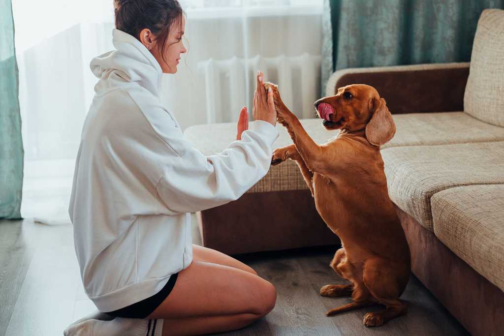 5 Main Causes of Dogs Misbehaving and How to Correct These Unwanted Behaviours