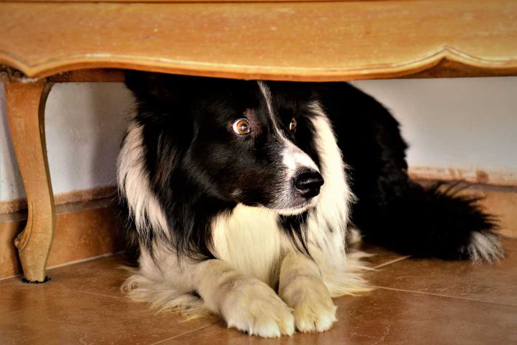 5 Main Causes of Dogs Misbehaving and How to Correct These Unwanted Behaviours