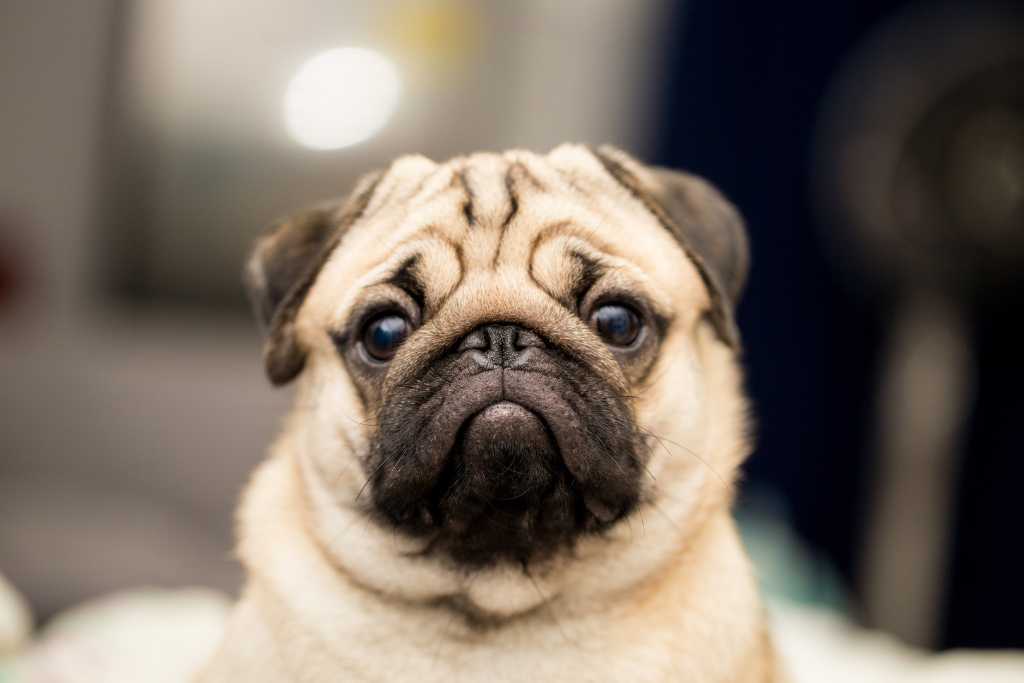 How Do You Know If Your Dog Needs Supplements?
