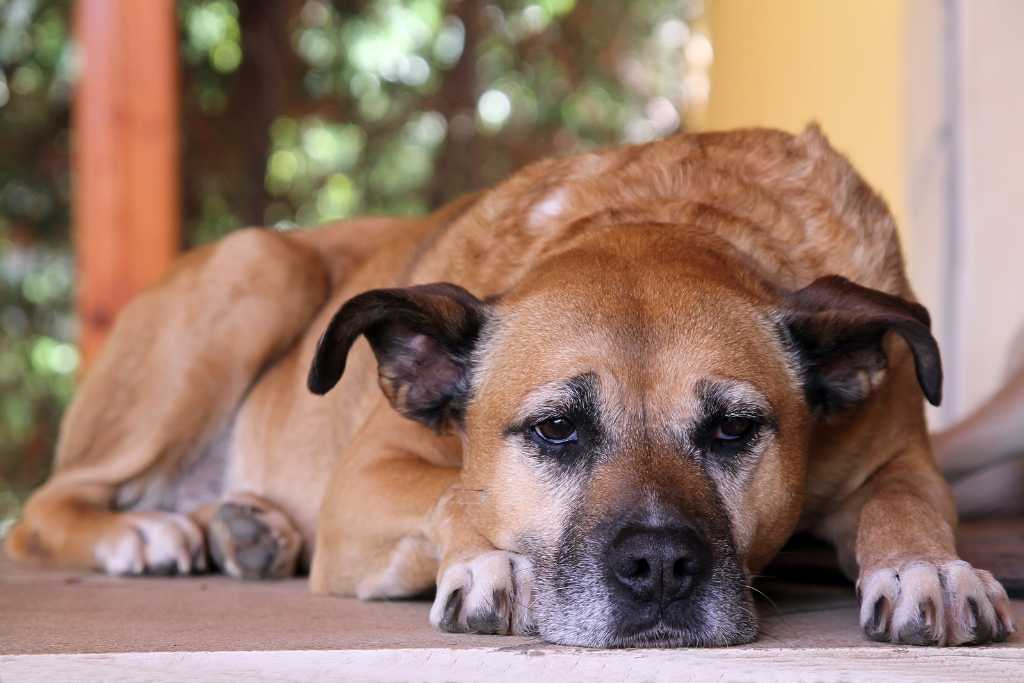 The Joys and Challenges of Adopting a Senior Dog