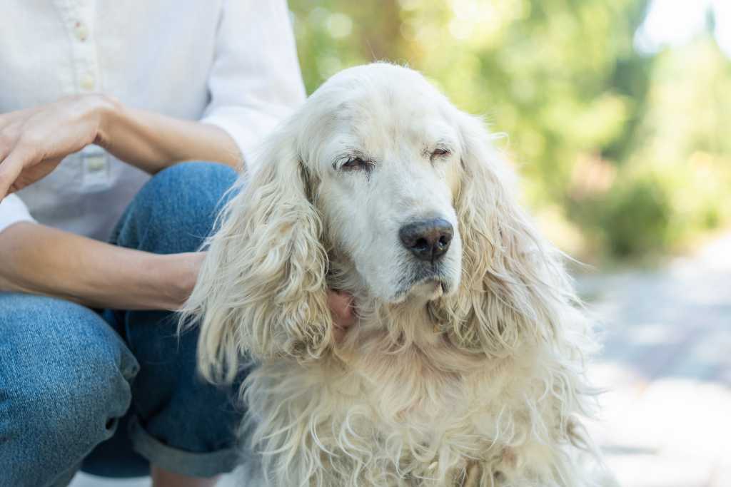 The Joys and Challenges of Adopting a Senior Dog