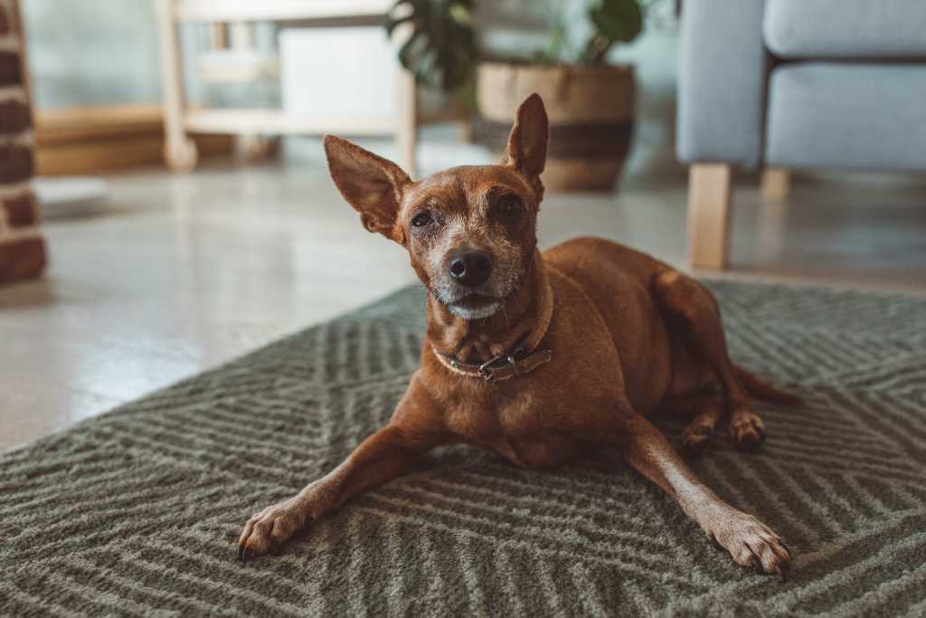 The Joys and Challenges of Adopting a Senior Dog