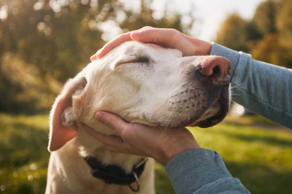 The Joys and Challenges of Adopting a Senior Dog