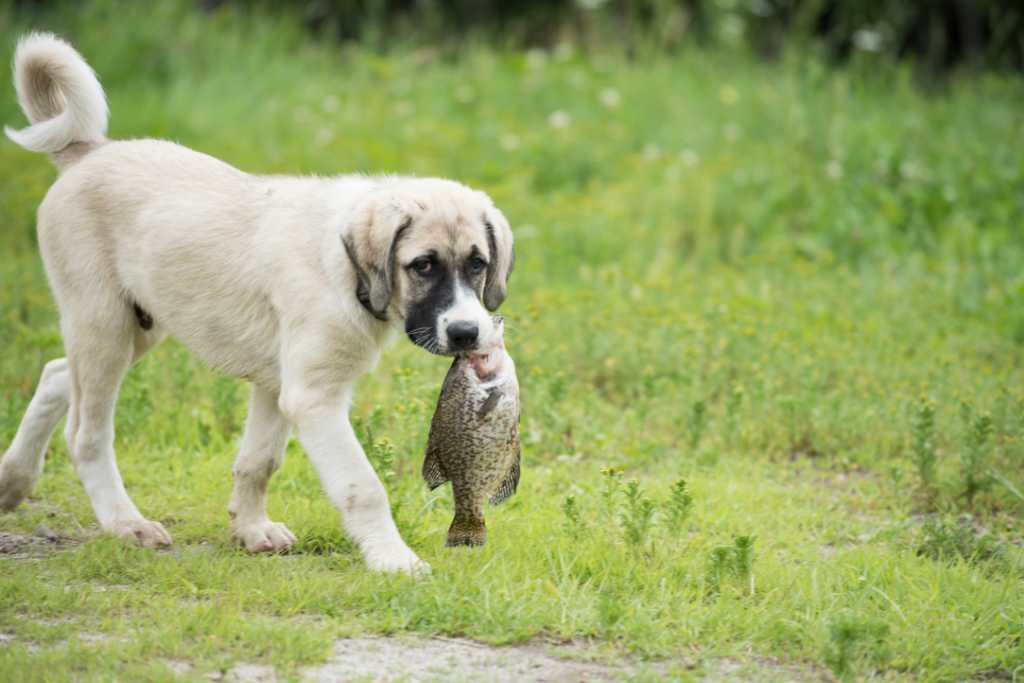 Brain Food For Dogs