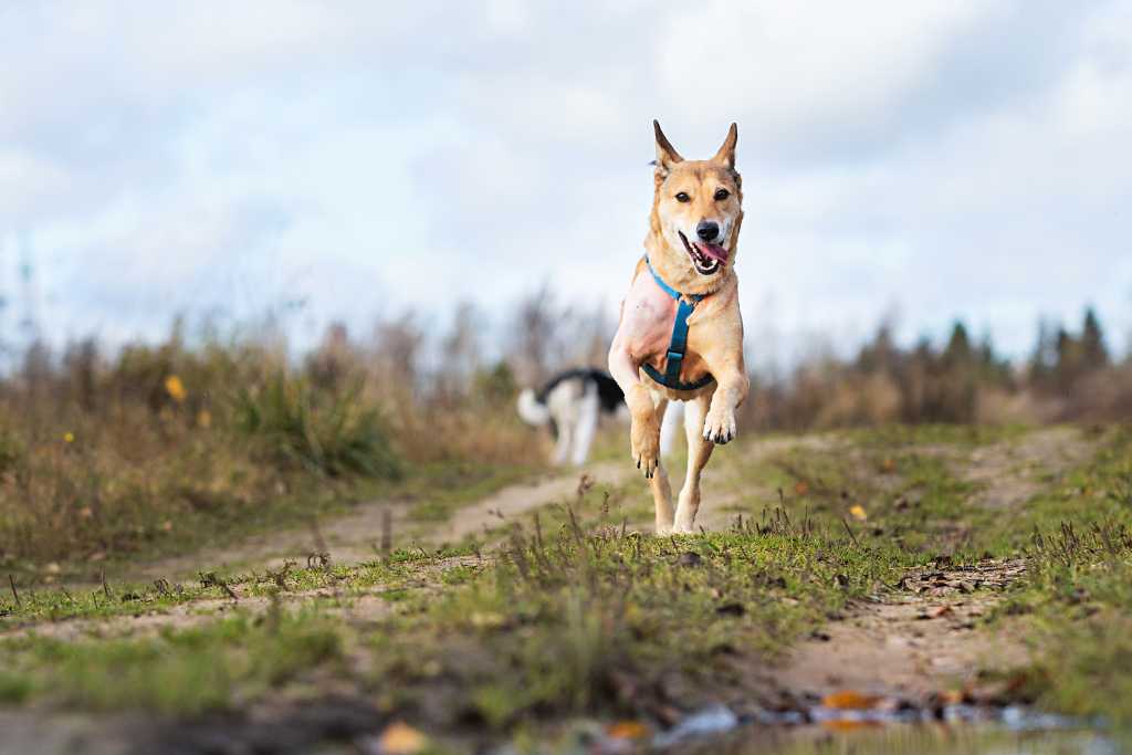 How to Handle Your High Energy Dog