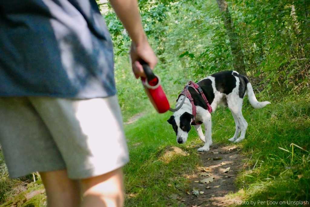 How to Walk Your Dog