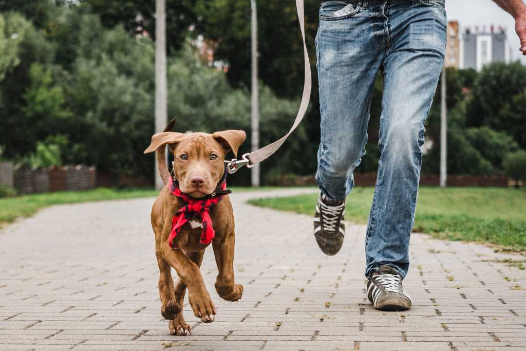 How to Clean Your Dog’s Supplies