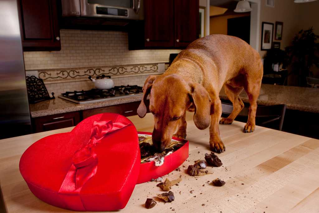 What To Do If Your Dog Eats Chocolate