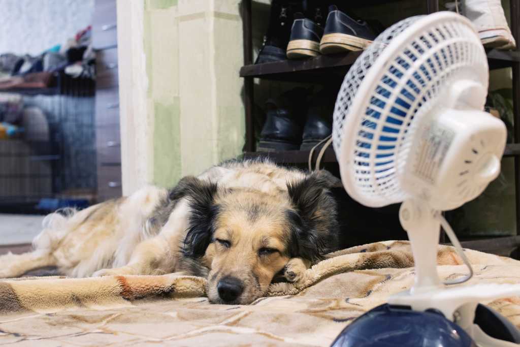 Heatstroke in Dogs