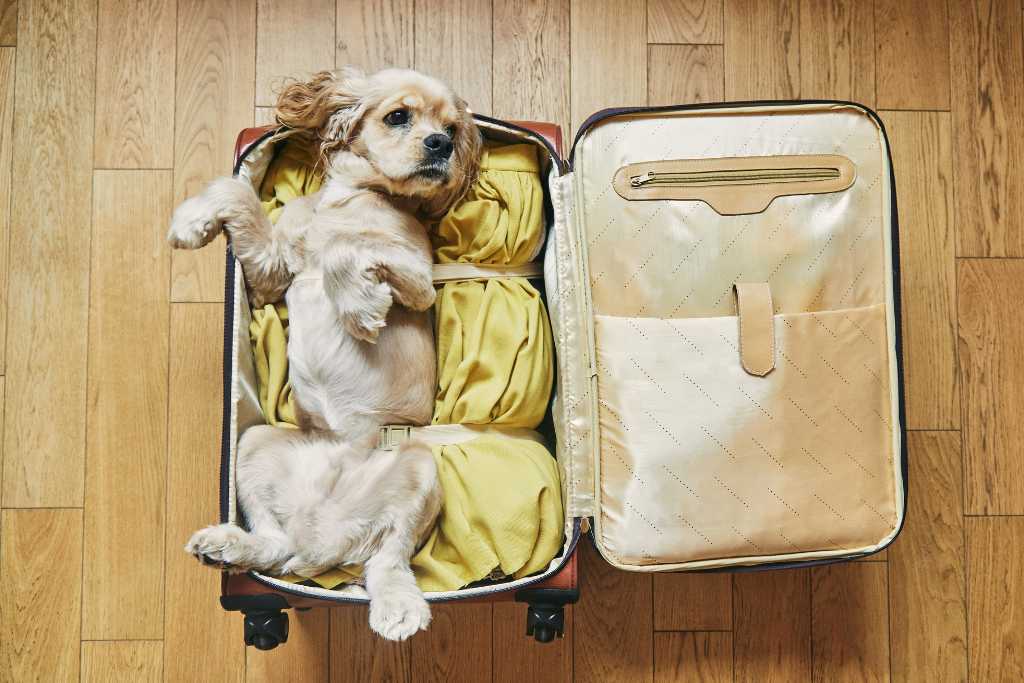 10 Essential Dog Travel Accessories