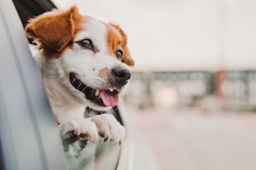 10 Essential Dog Travel Accessories