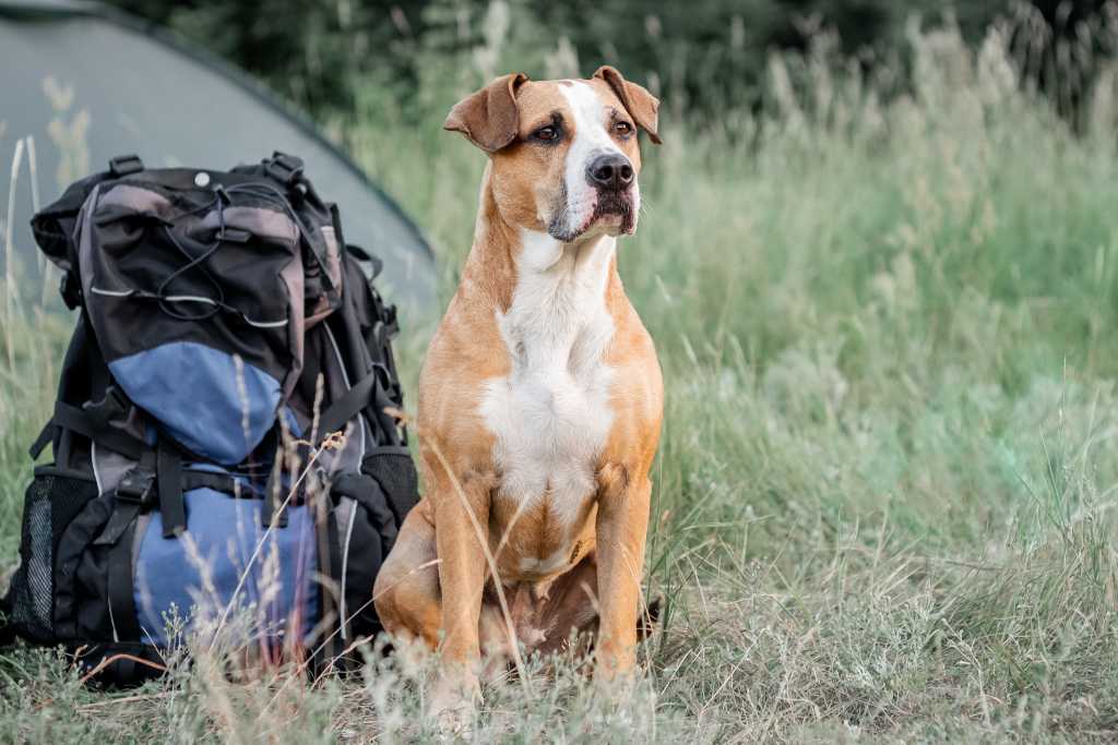 10 Essential Dog Travel Accessories