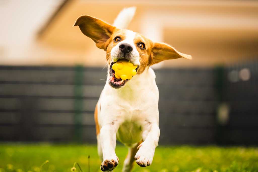 Interactive dog toys for bored dogs