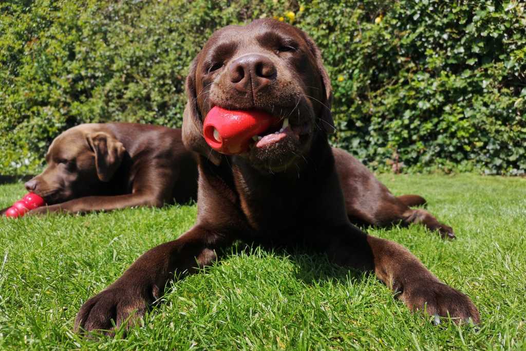 Interactive Dog Toys To Banish Boredom