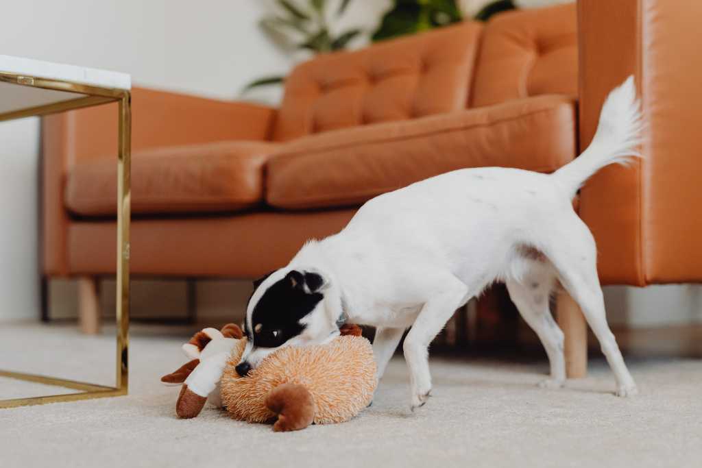 Interactive Dog Toys To Banish Boredom