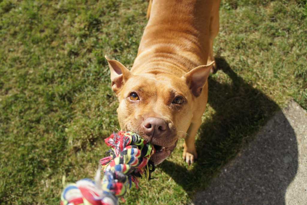 Best Puzzle Toys for Dogs, Banish Boredom