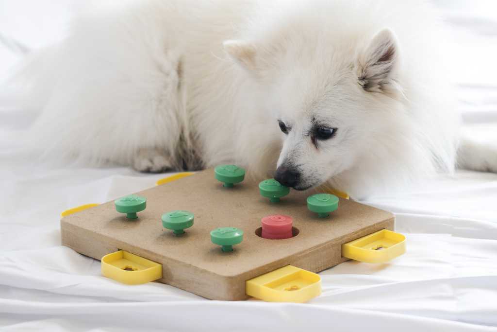 Interactive Dog Toys To Banish Boredom