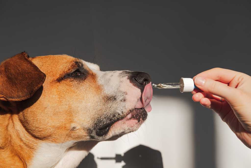 Dog Supplements: Harmful or Helpful?