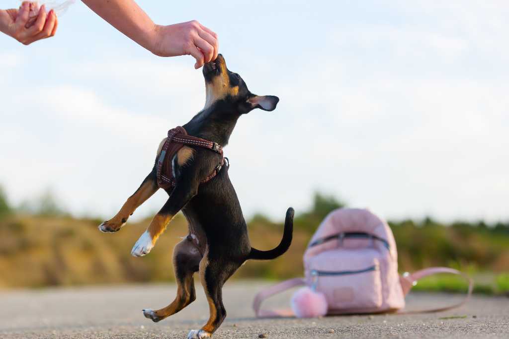 Choosing the Best Treats for Puppies