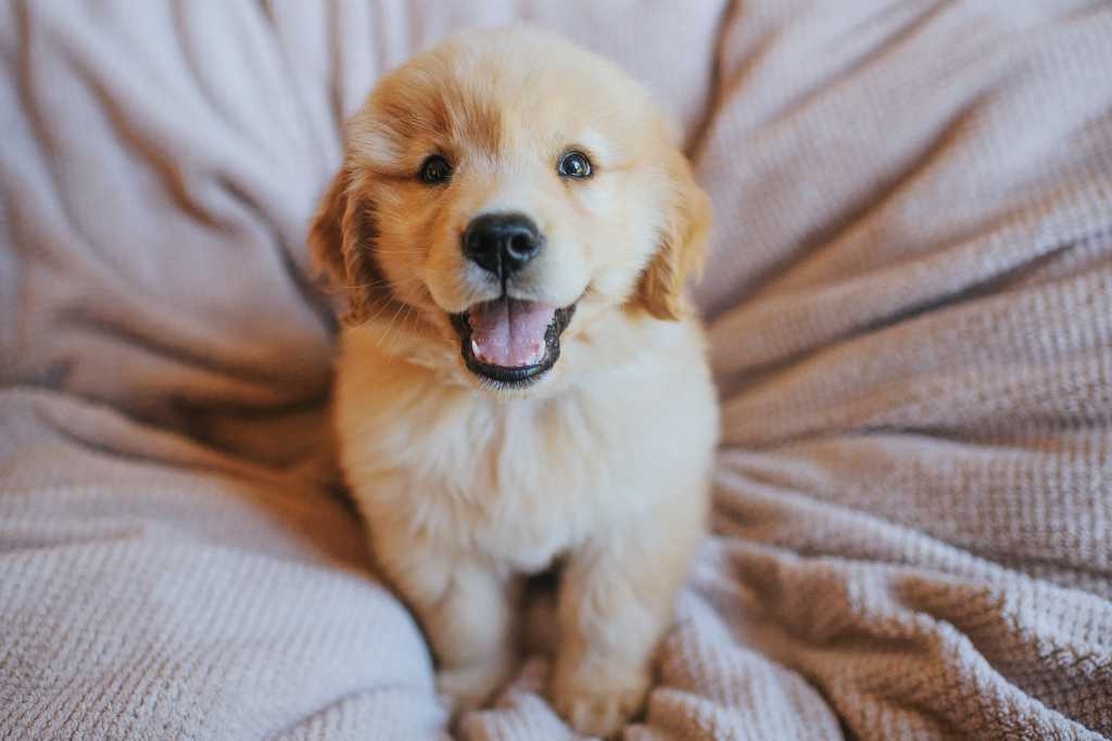 Choosing the Best Treats for Puppies